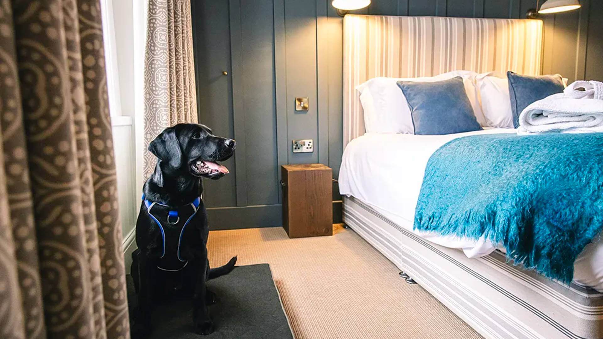 Double Room Dog