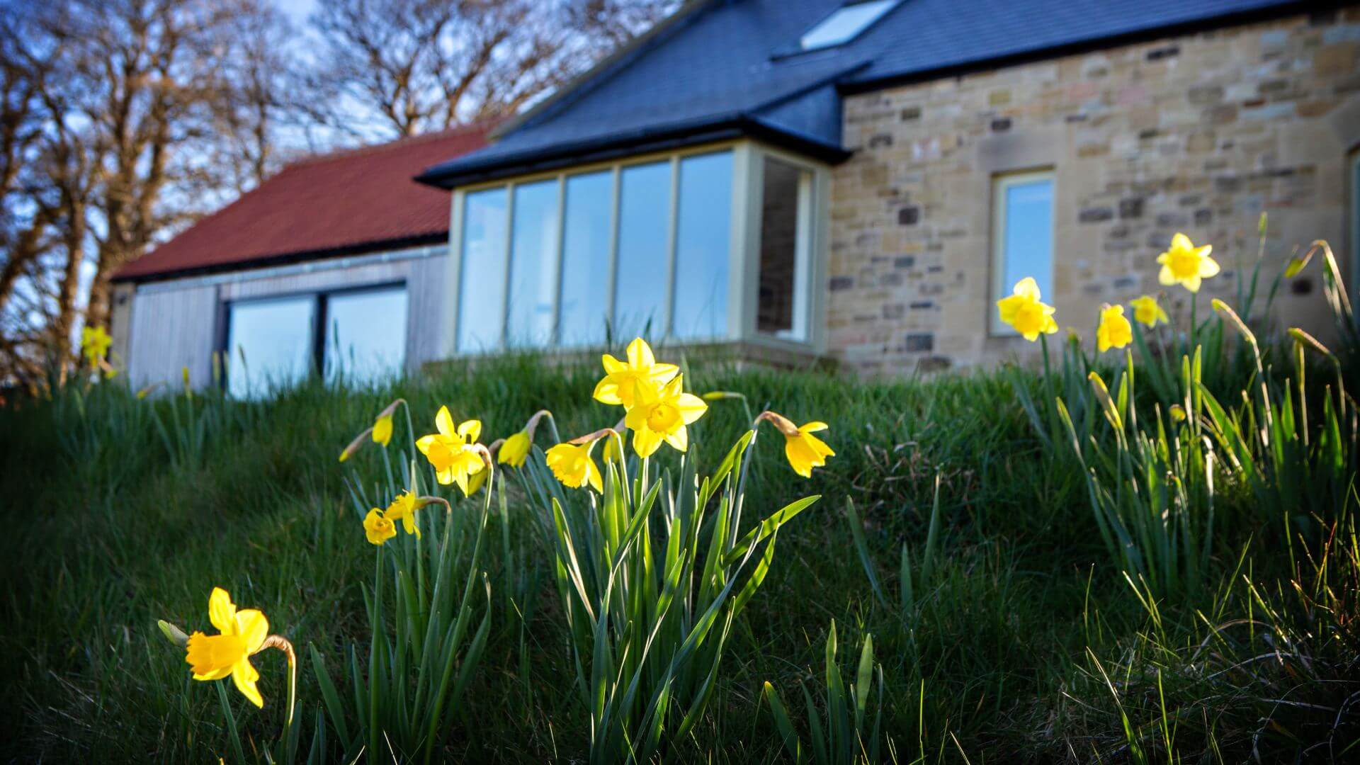 Hemmel House Daffodils