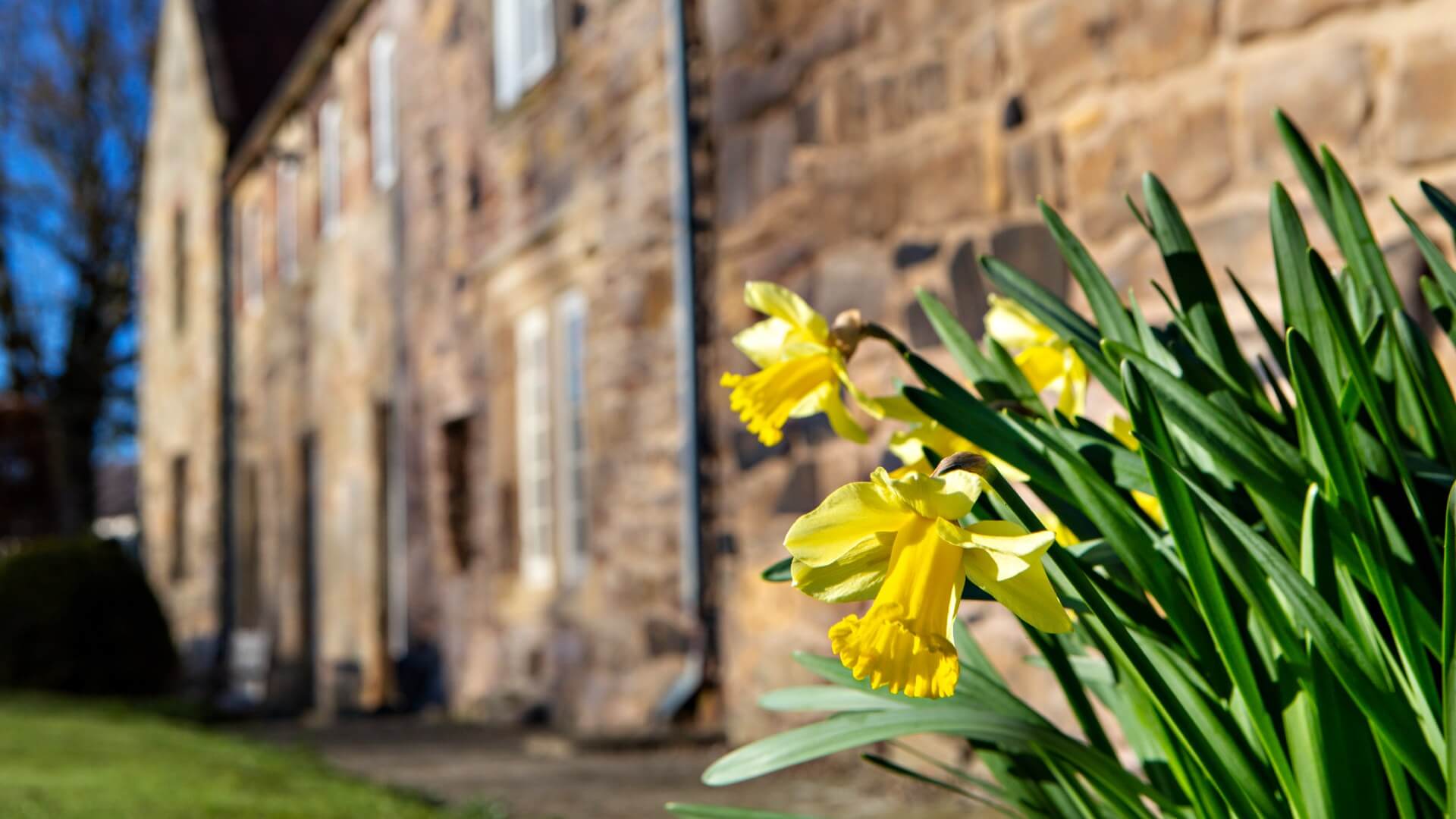 Daffodils