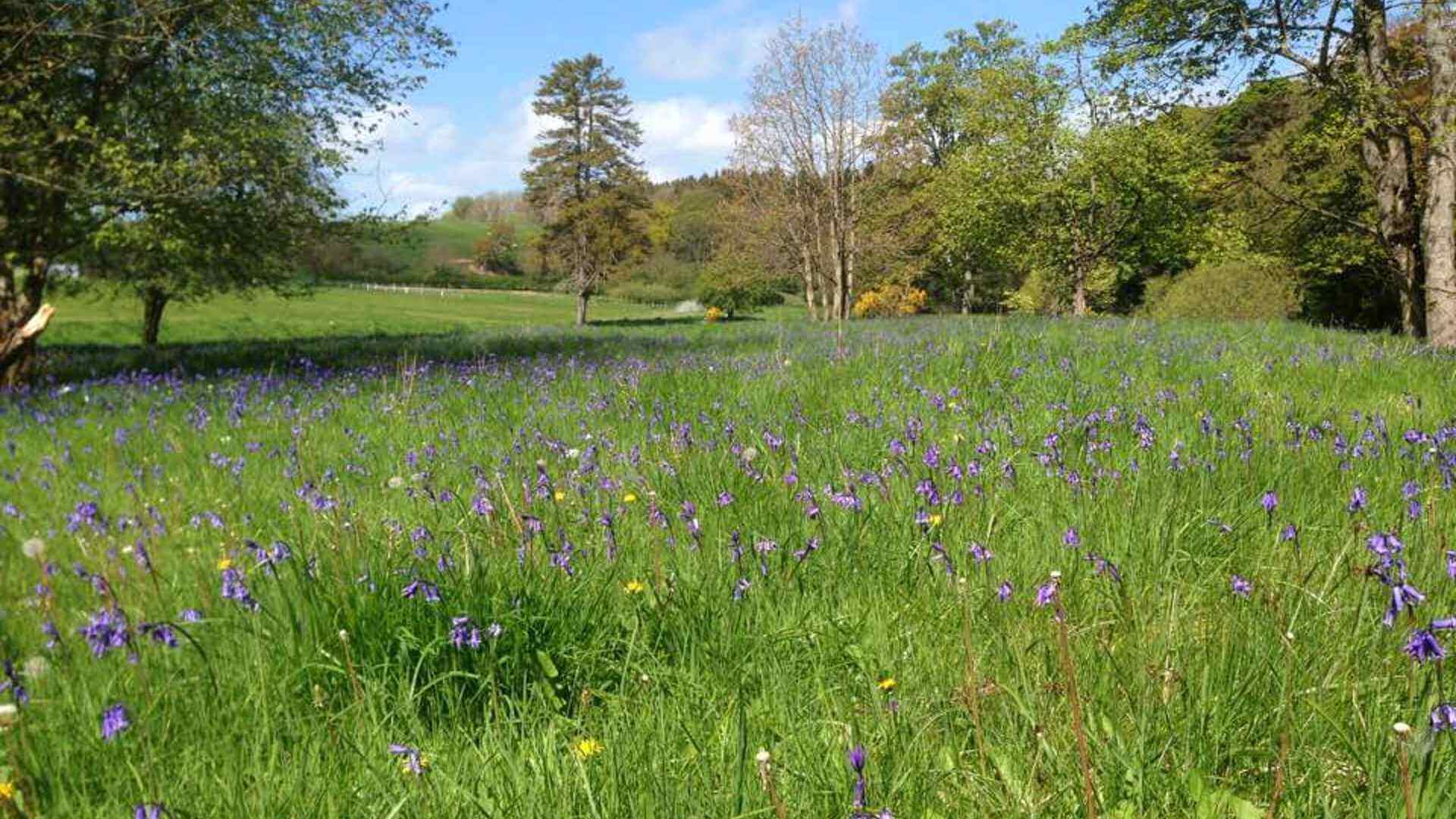 Walkmill Bluebells