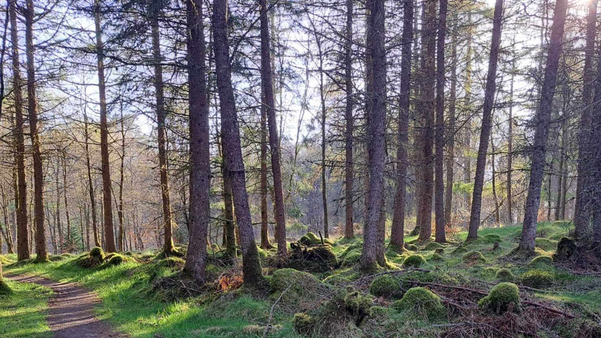 Woodland