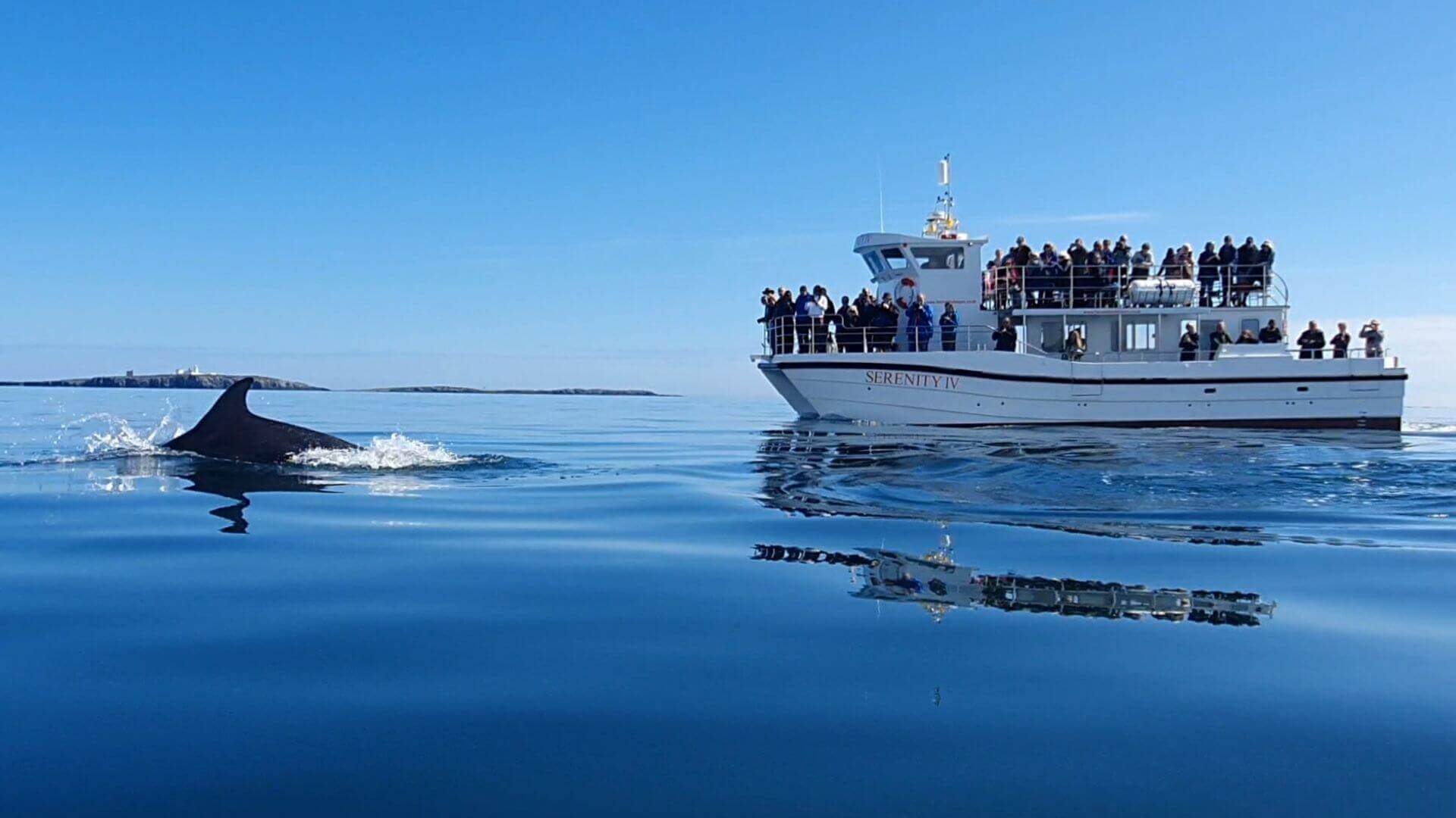 Serenity Farne Islands Boat Tours