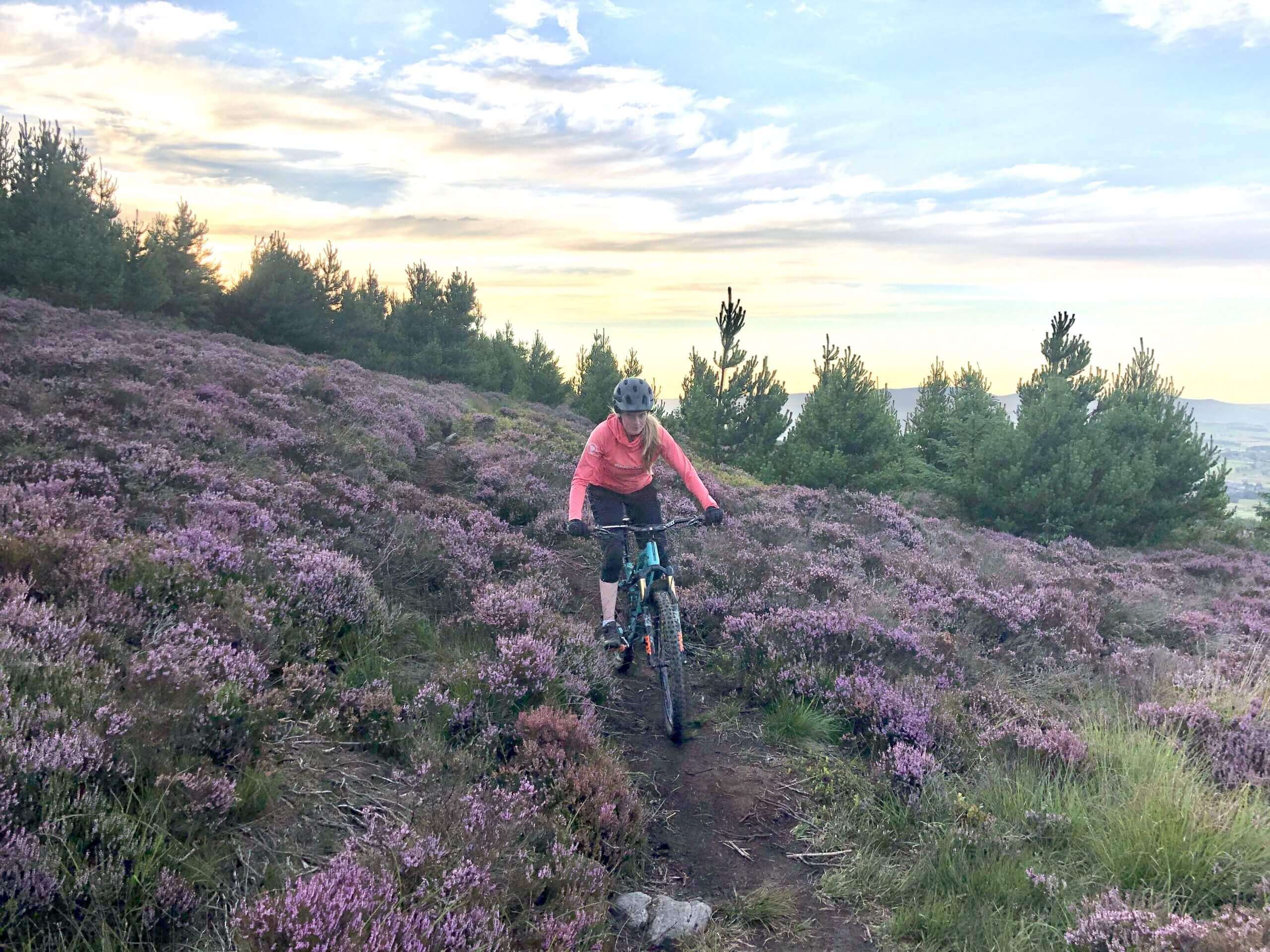 Mountain biking in purple heather