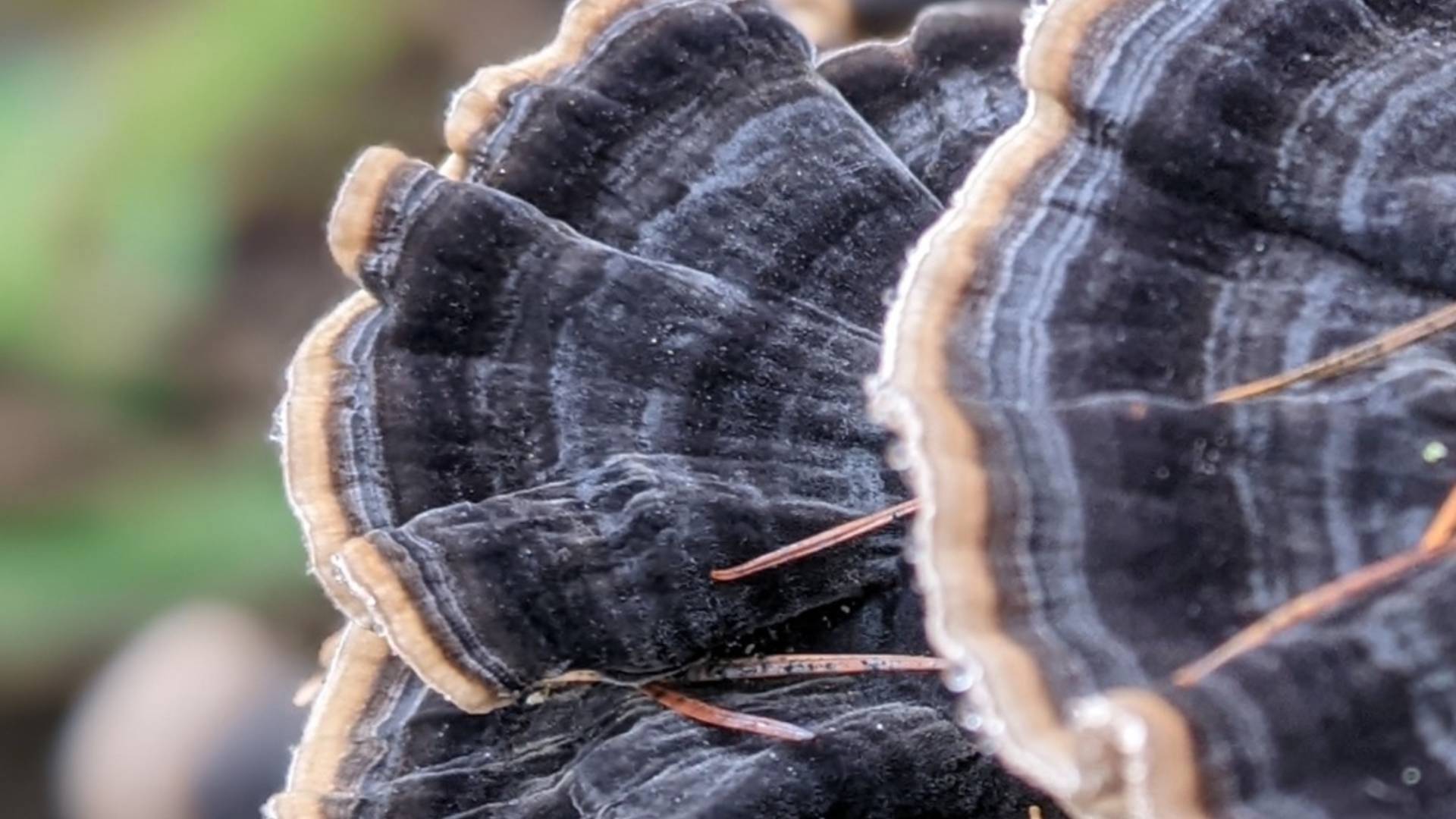 Hepple Autumn Fungi