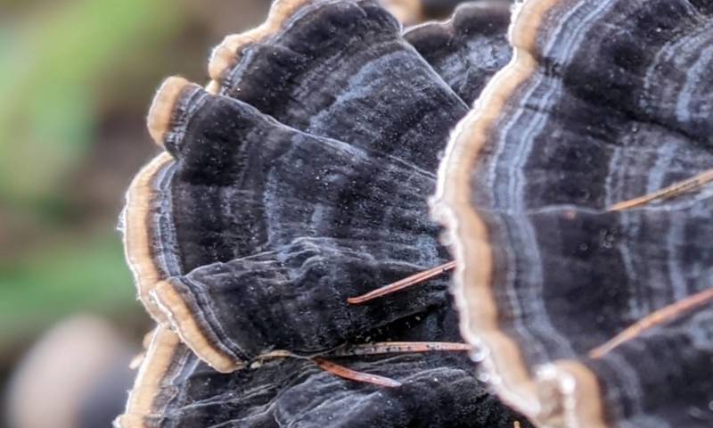 Hepple Autumn Fungi