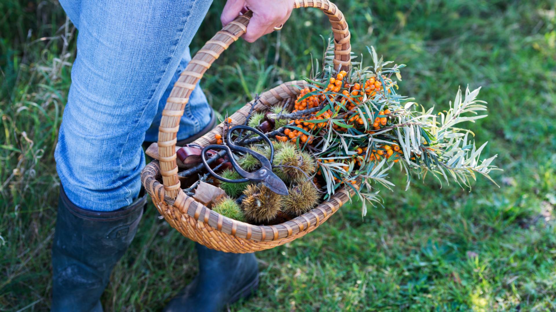Autumn Equinoz Foraging Edit