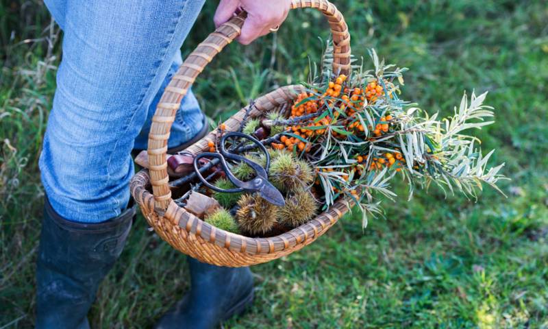 Autumn Equinoz Foraging Edit