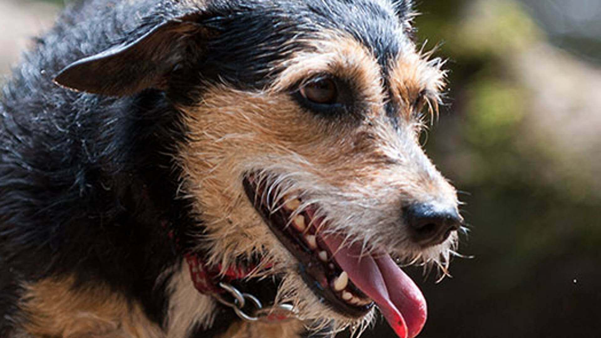 Waggiest Welcome Title in the PetsPyjamas award