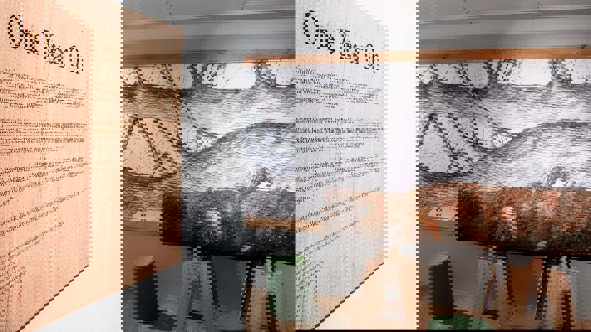 sycamore-gap-one-year-on