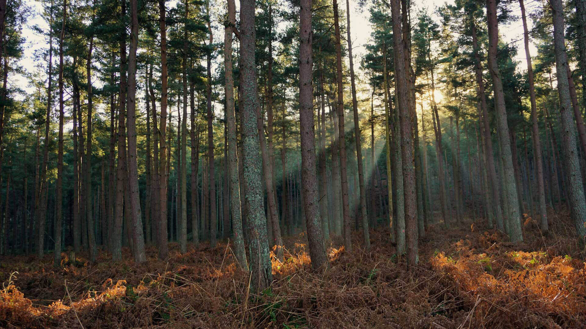 forests-hero-credit-@MissHappyWanderer