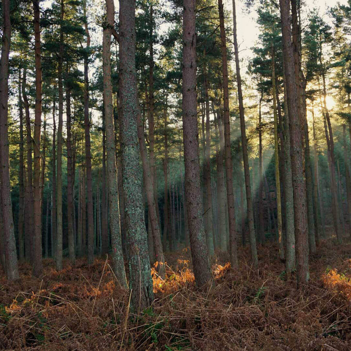 forests-hero-credit-@MissHappyWanderer