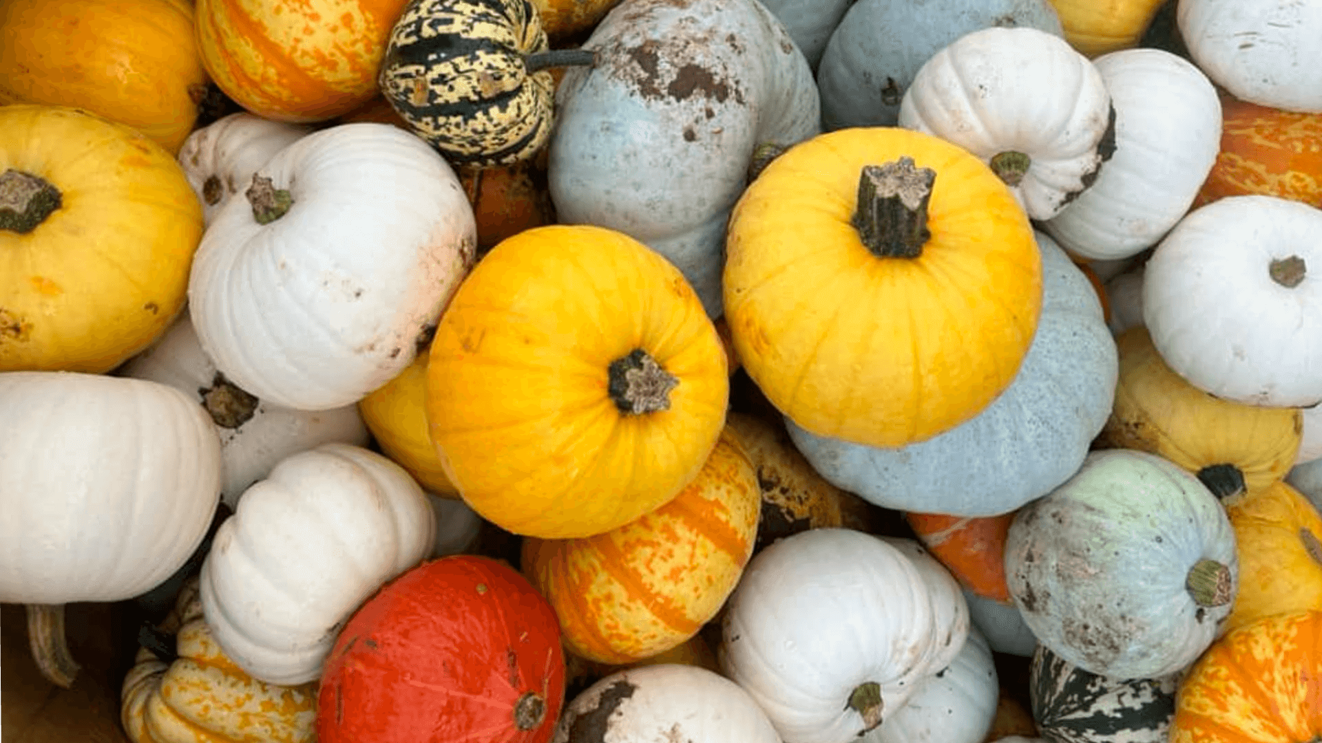 alnwick-pumpkin-patch