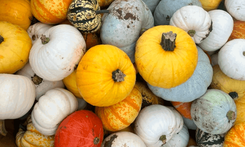 alnwick-pumpkin-patch