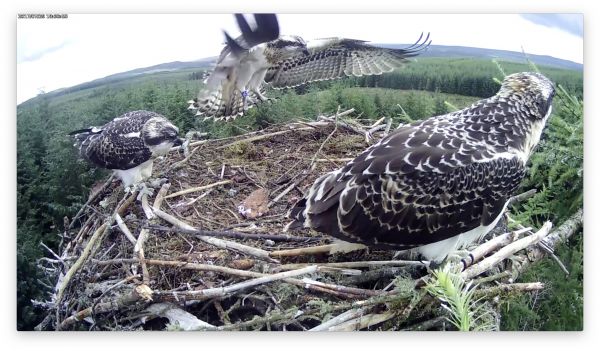 50th Kielder osprey chick fledges