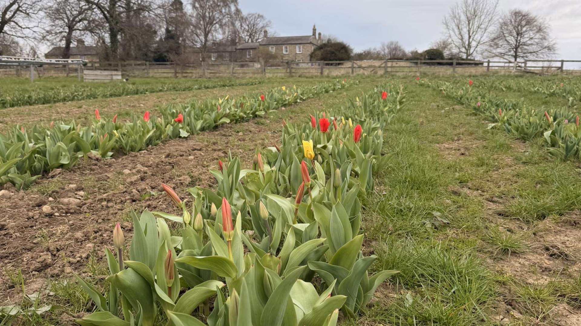 Tulip Experience (1)