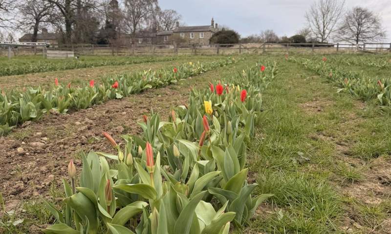 Tulip Experience (1)