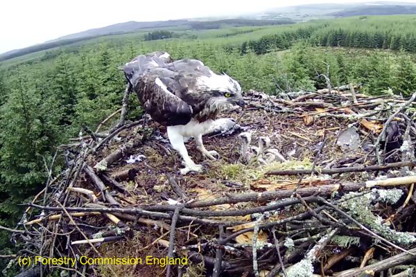 Chirpy dozen heralds another record breaking season for the kielder ospreys