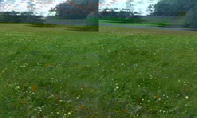 vn-large-Hadrian-s-Meadow-