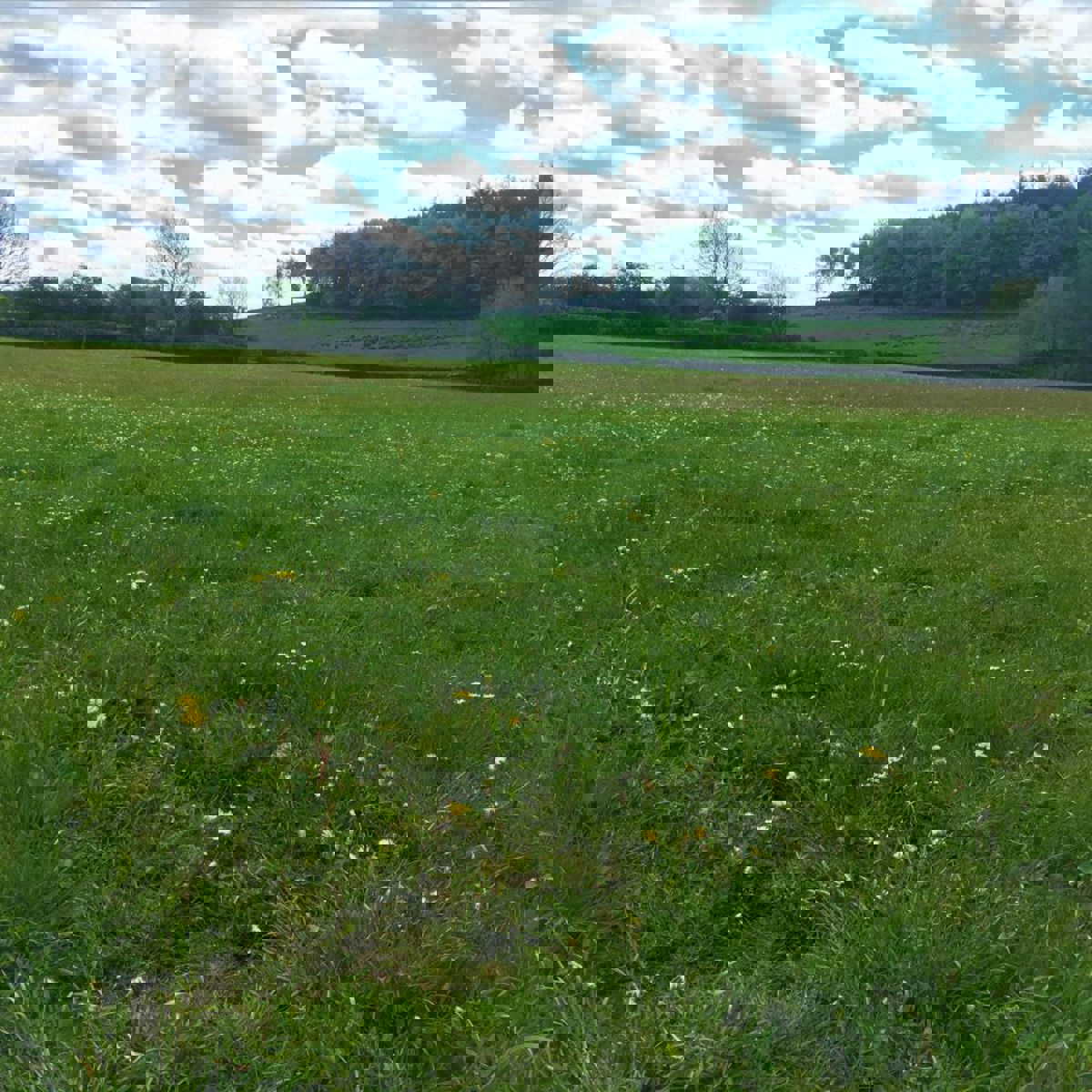 vn-large-Hadrian-s-Meadow-