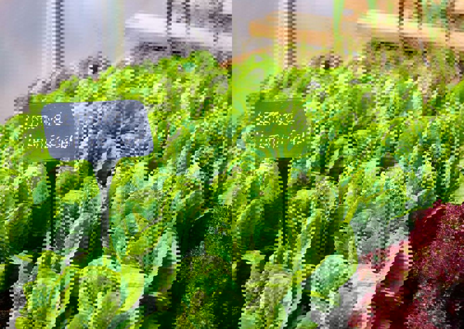 vn-large-Home-Grown-Lettuce.jpg