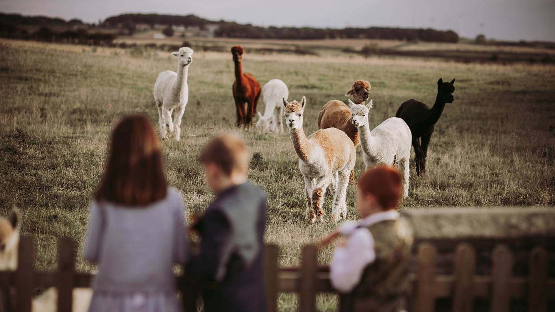 @neildenhamphotography