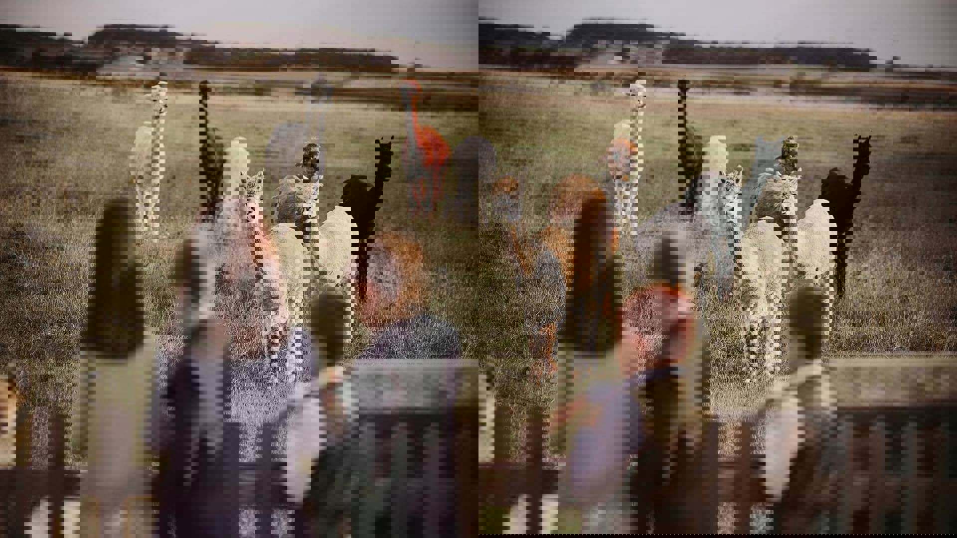 alpaca-barn-on-the-bay