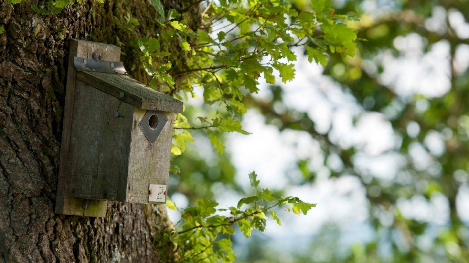 Woodwork Workshop Credit@Ross Hoddinott