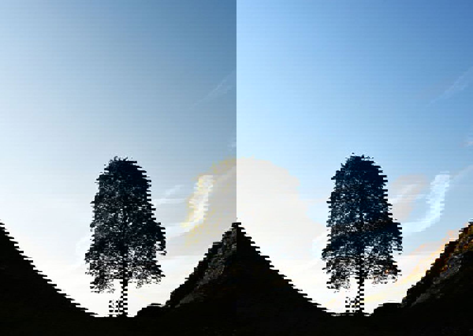 vn-large-Sycamore-Gap.jpg