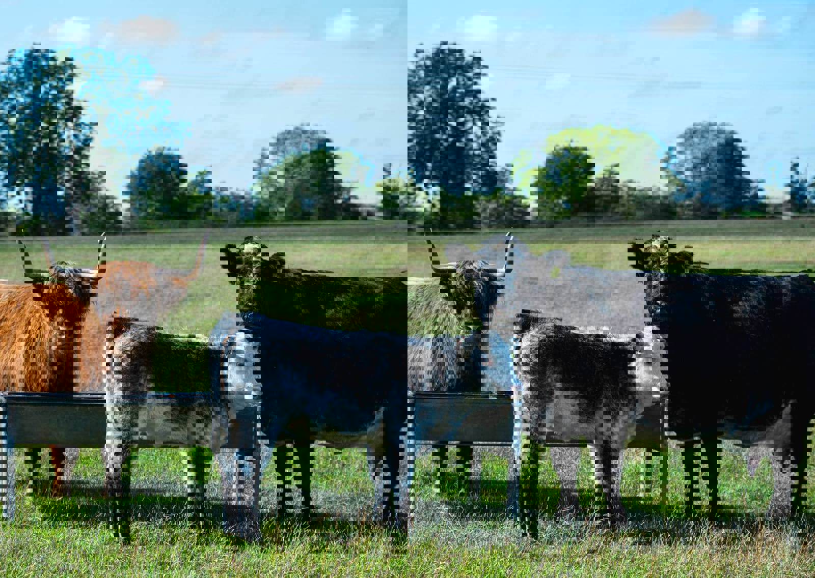 Cows