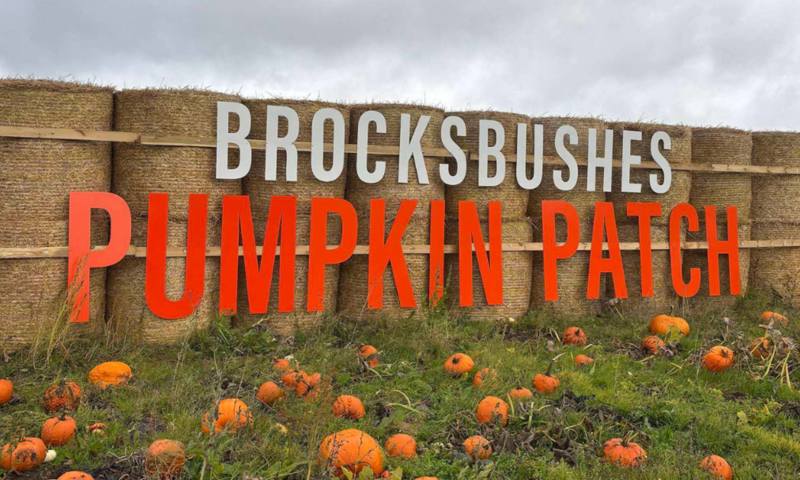 Brocksbushes Pumpkins