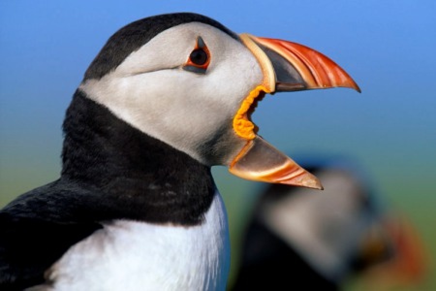 vn-large-Puffins-on-The-Farne-Islands