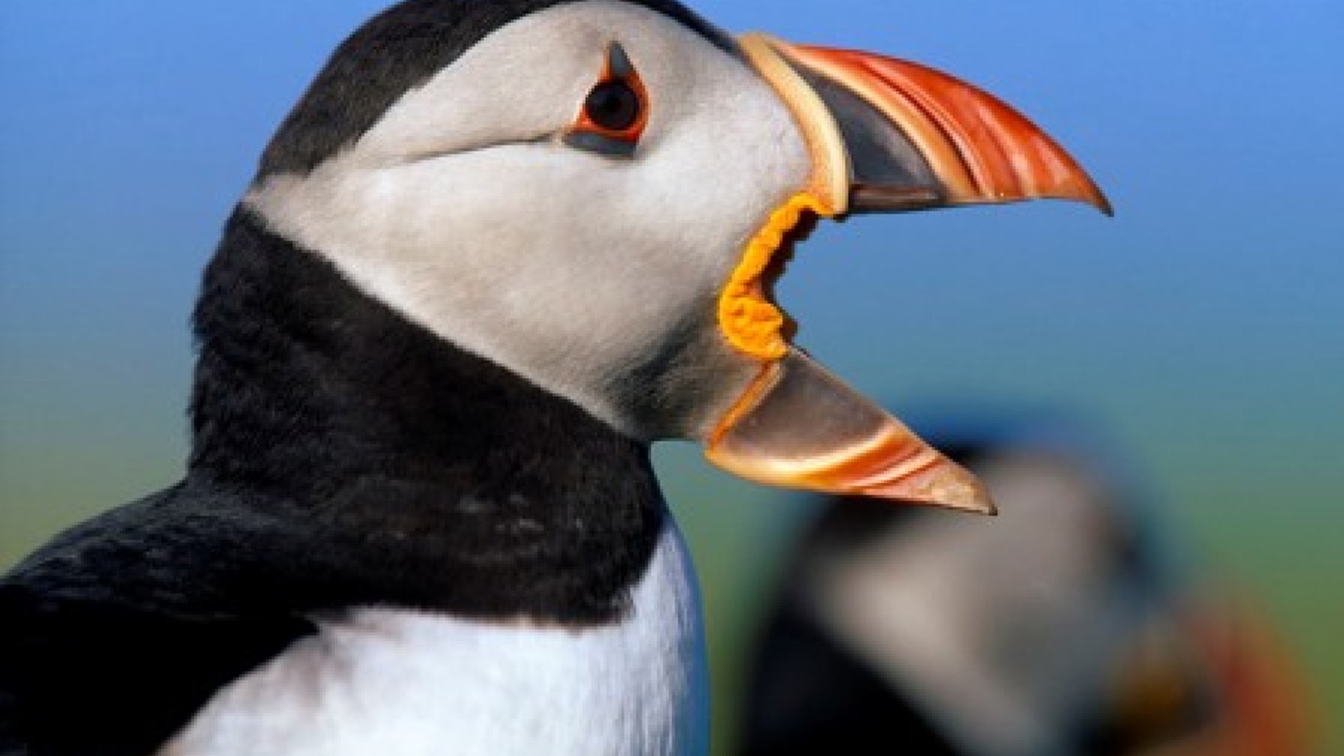 vn-large-Puffins-on-The-Farne-Islands