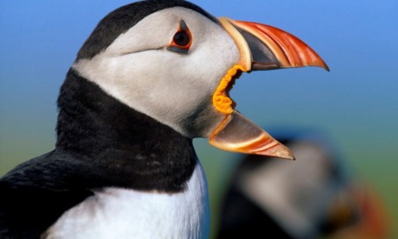 vn-large-Puffins-on-The-Farne-Islands