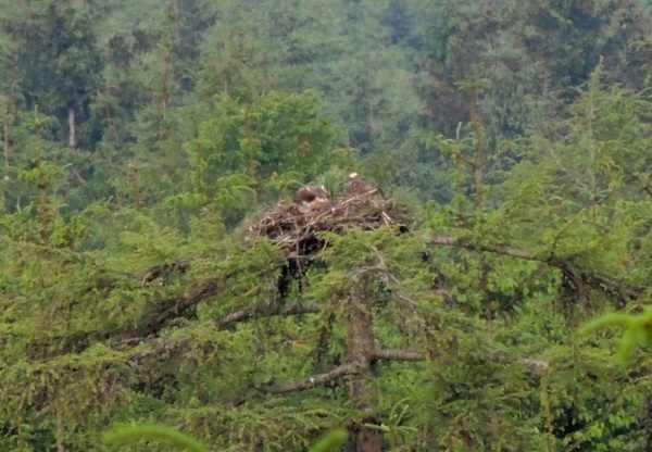 Hat-Trick for Ospreys at Kielder