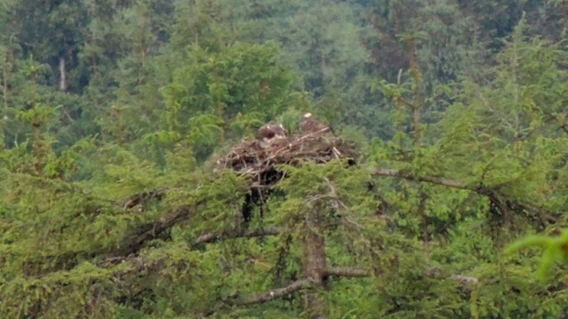 vn-medium-Hat-Trick-for-Ospreys-at-Kielder-.jpg