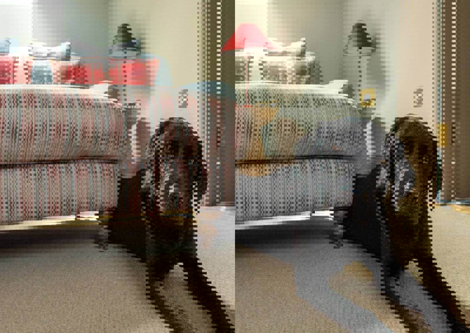 Dog-friendly