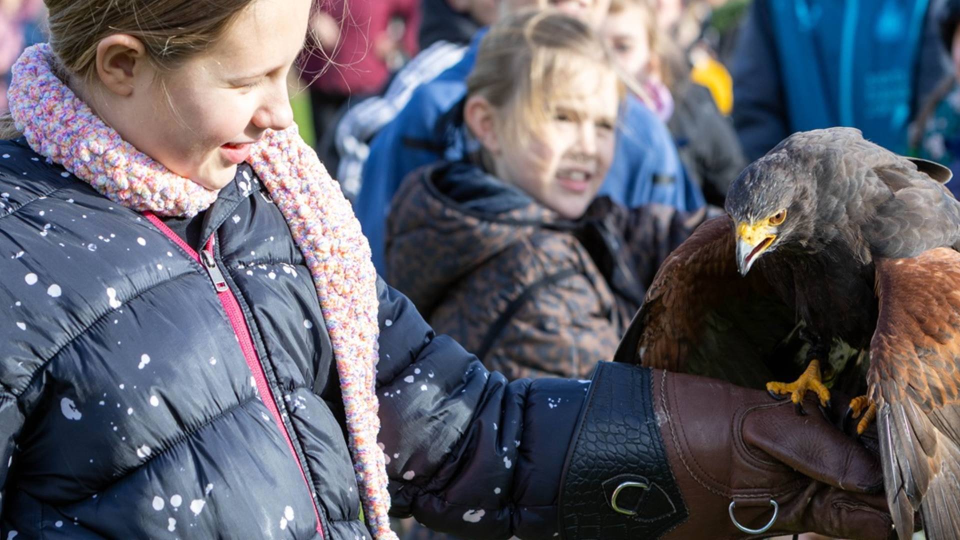 Woodhorn Museum Bird Of Prey