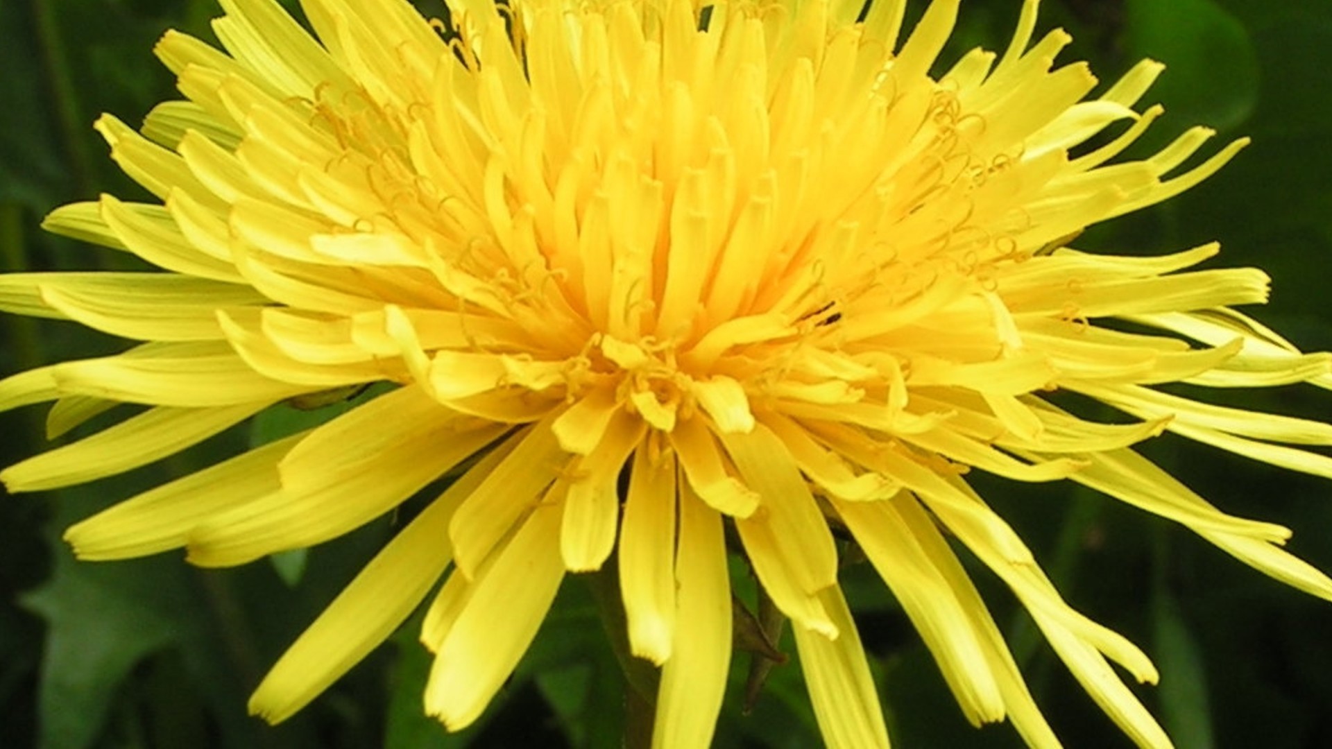 Dandelion