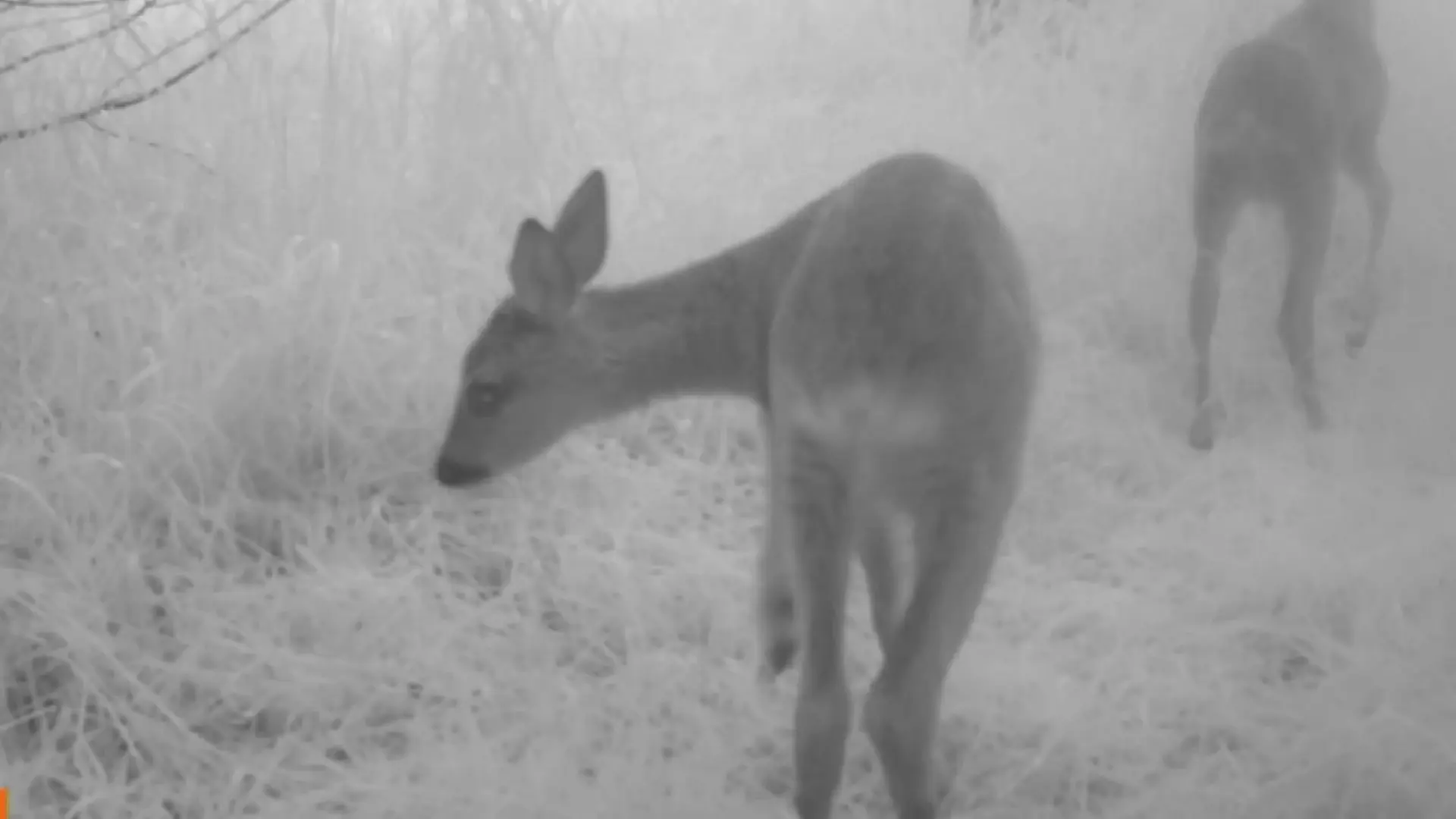 Fawn Hauxley Wildlife Talk 1