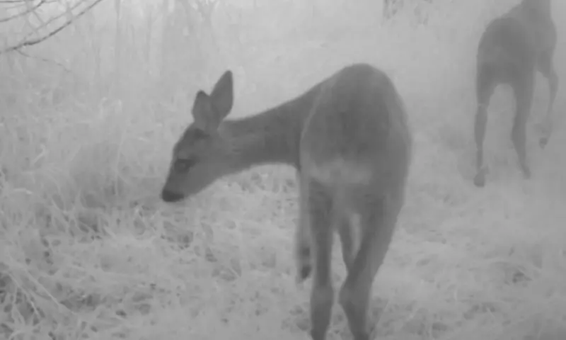 Fawn Hauxley Wildlife Talk 1