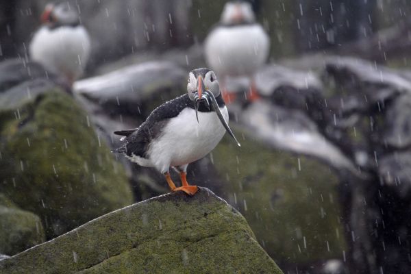 Weathering the storm: How the weather has impacted wildlife in 2015