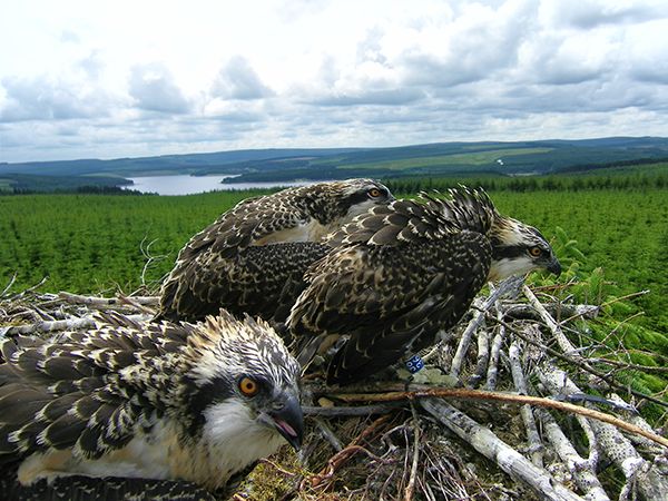 330K boost to wildlife experience at Kielder