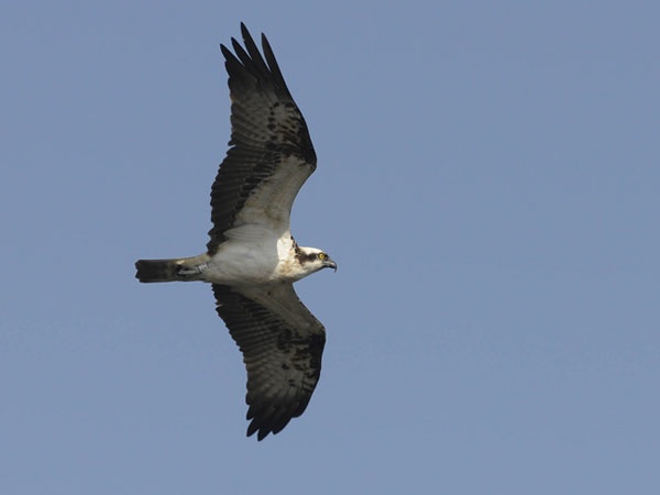 Eyes to the sky for famous bird