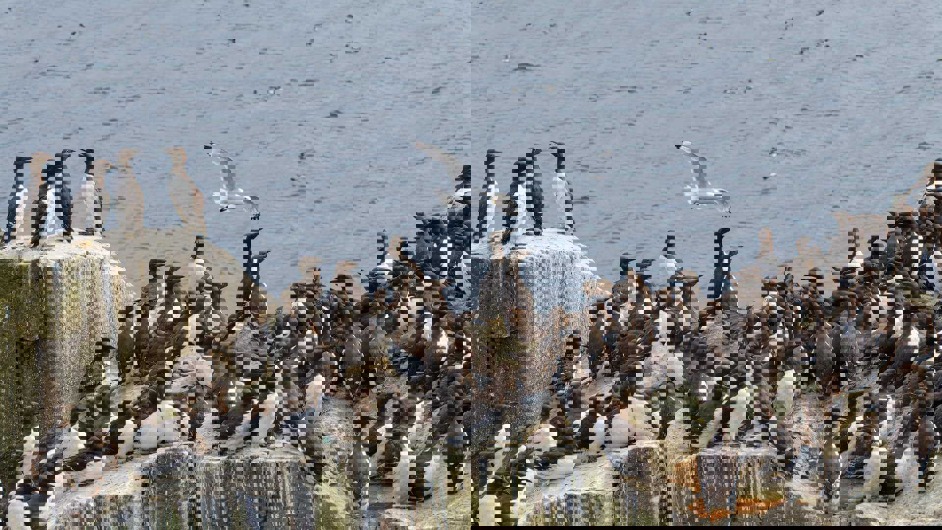 farne-islands-vn-story