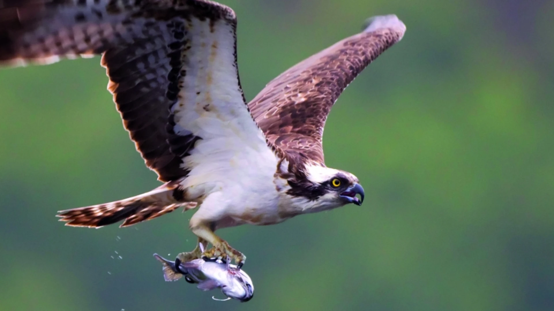 Osprey Watch