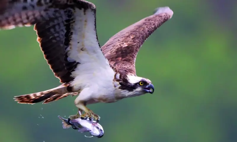 Osprey Watch