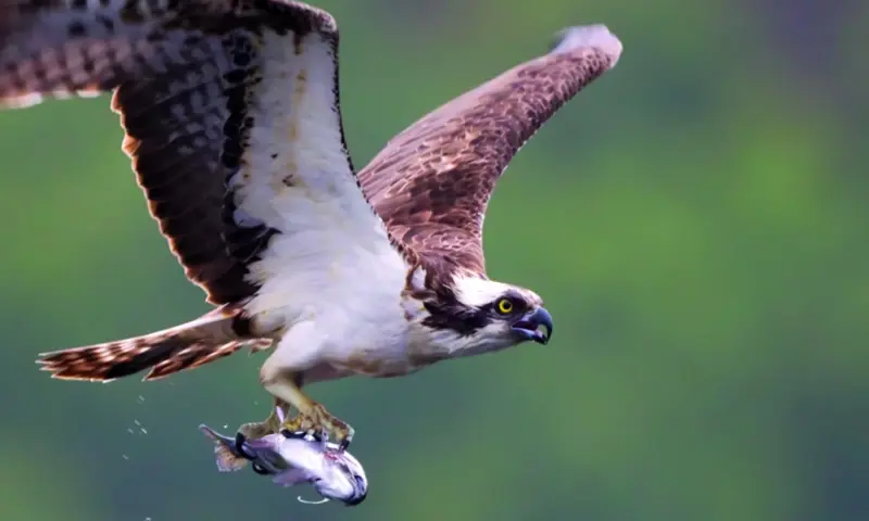 Osprey Watch