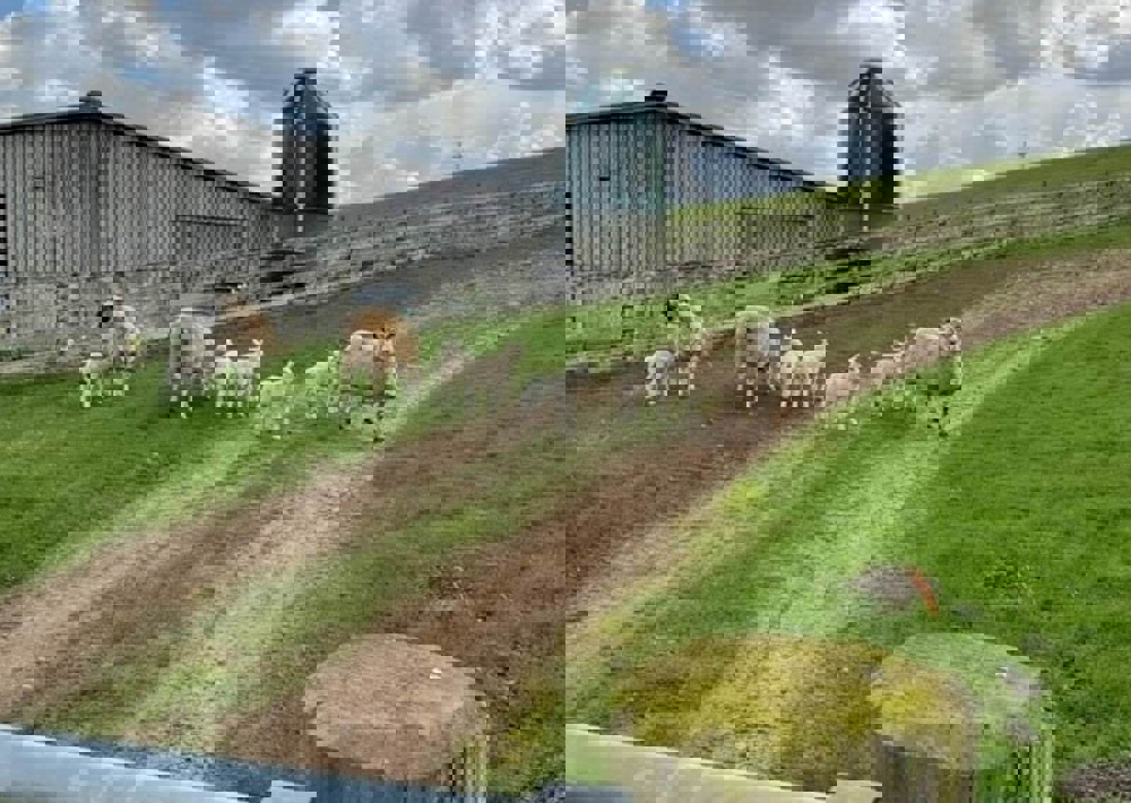 Farm-animals