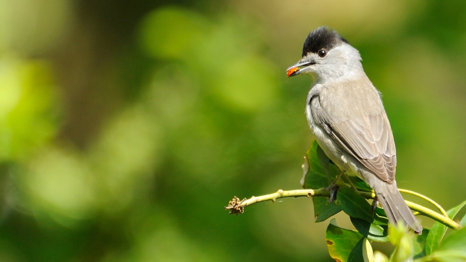 Homeschooling Hauxley