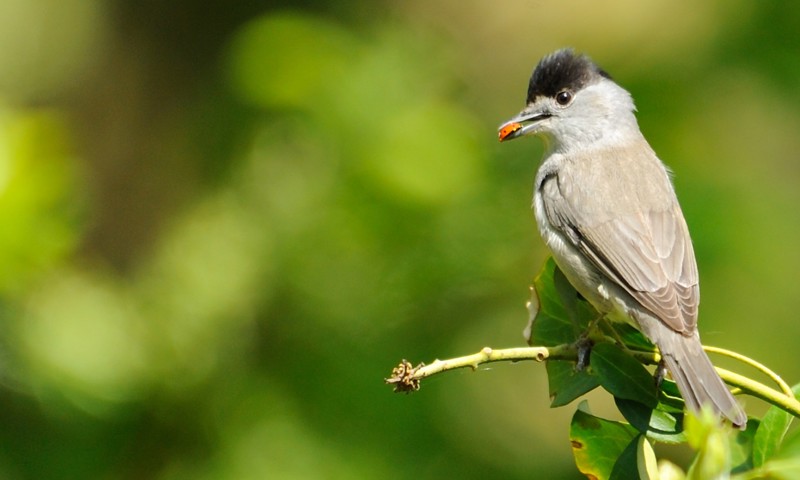 Homeschooling Hauxley